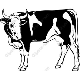 Black and White Cow