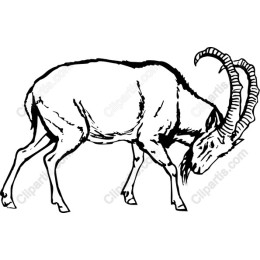 Majestic Mountain Goat
