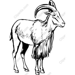 Majestic Ram