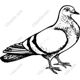 Elegant Pigeon