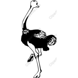 Ostrich in Motion