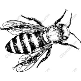 Intricate Bee