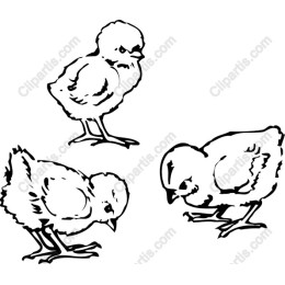 Cute Chick Set