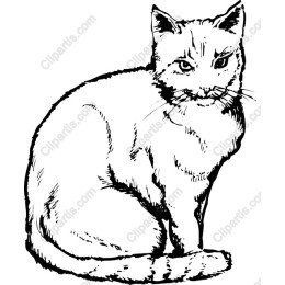 Captivating Cat