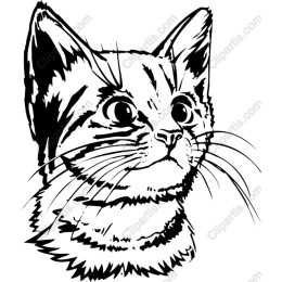 Cat Portrait