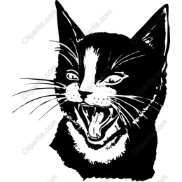 Expressive Bold Cat