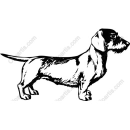 Dachshund