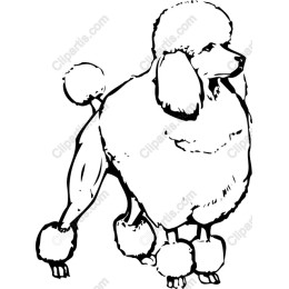 Elegant Poodle