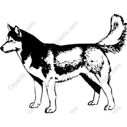 Siberian Husky