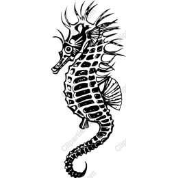 Elegant Seahorse