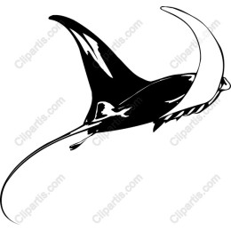 Elegant Manta Ray
