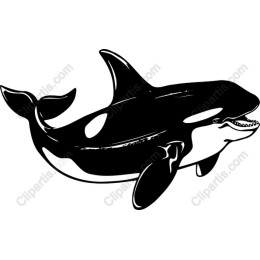 Majestic Orca