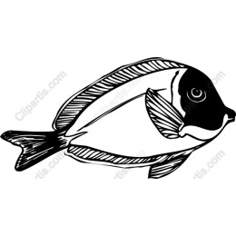 Elegant Hand-Drawn Fish