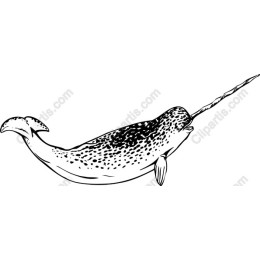 Narwhal - Unicorn of the Sea