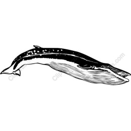 Majestic Whale