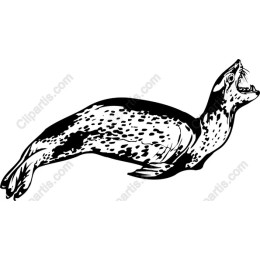 Playful Seal