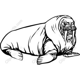 Walrus