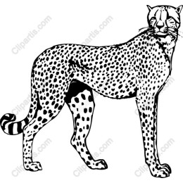 Elegant Cheetah