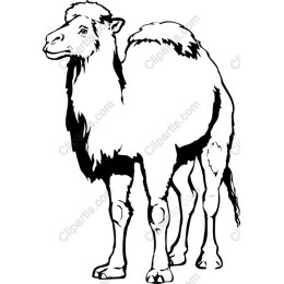 Elegant Camel