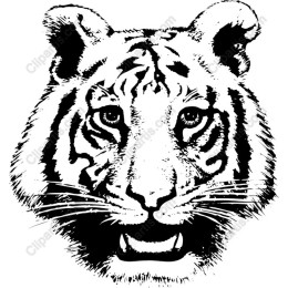 Fierce Tiger