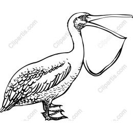 Black and White Pelican