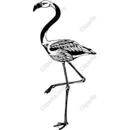 Elegant Flamingo