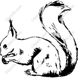 Playful Squirrel