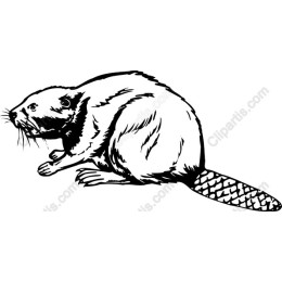 Beaver