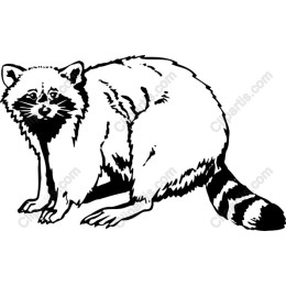 Charming Raccoon