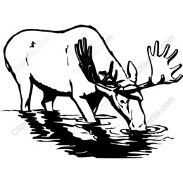 Majestic Moose