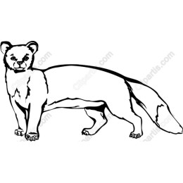 Stoat - Wild Nature