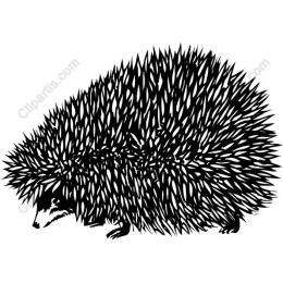Charming Hedgehog
