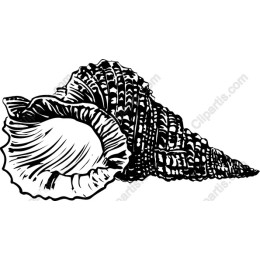 Elegant Seashell