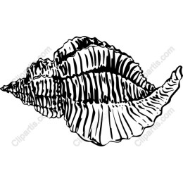 Intricate Seashell
