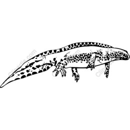 Spotted Salamander