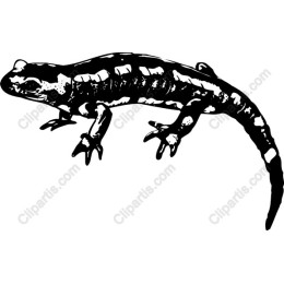 Black and White Salamander