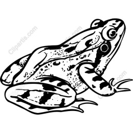 Black and White Frog