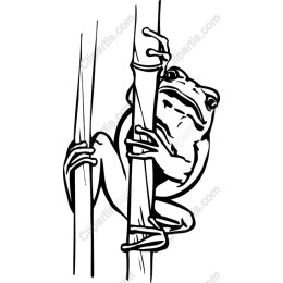 Playful Frog Climbing Bamboo