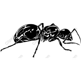 Black Ant
