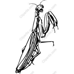 Praying Mantis