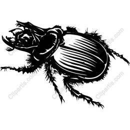 Beetle