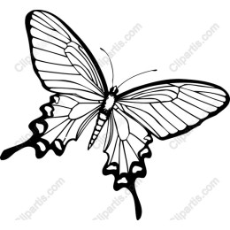 Elegant Butterfly