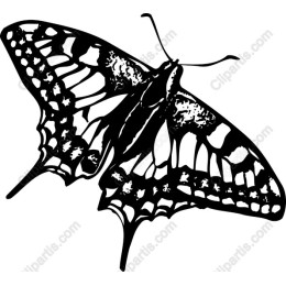 Elegant Butterfly