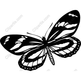 Elegant Black and White Butterfly