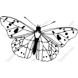 Elegant Butterfly