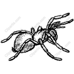 Intricate Spider
