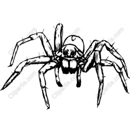Unique Spider