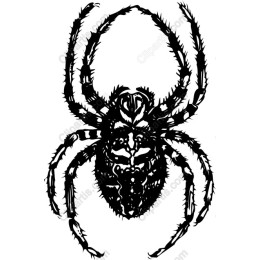 Detailed Black-and-White Spider