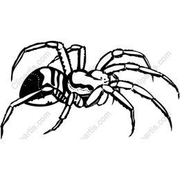 Intricate Spider