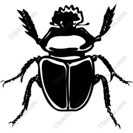 Beetle